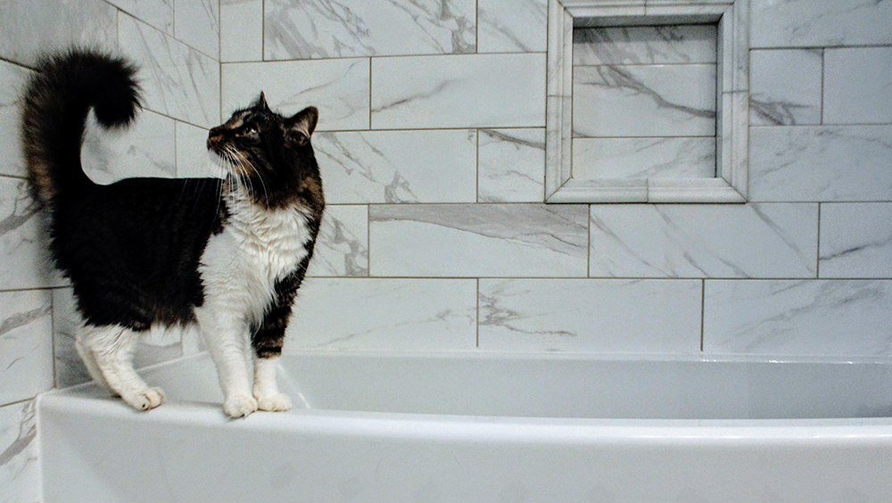 cada cuanto se baña un gato