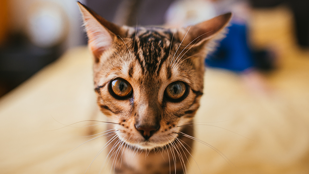 10 Curiosidades de los gatos que seguro no sabías