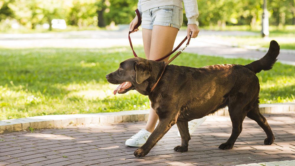 Castrar un perro Beneficios y consideraciones importantes
