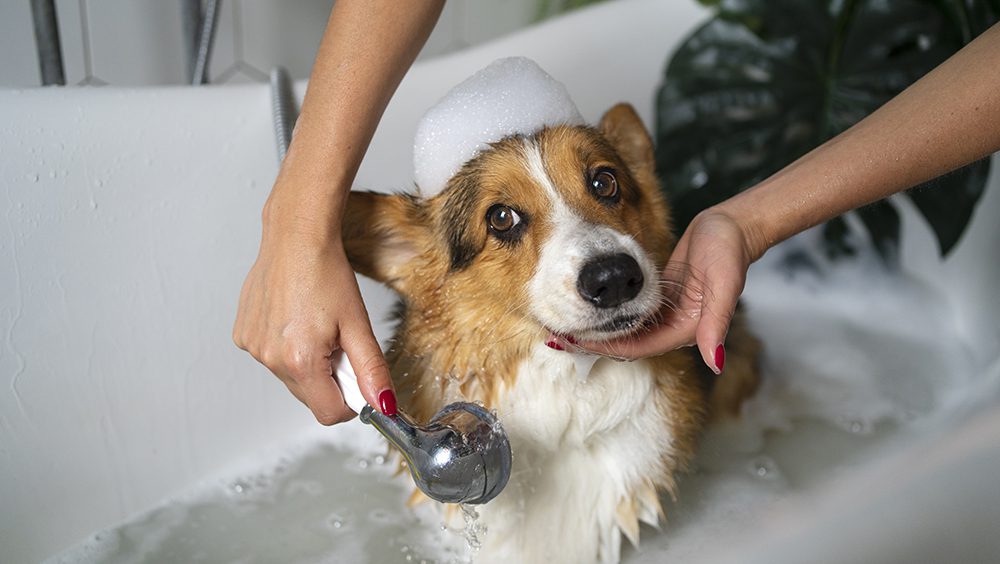 a los cuantos meses se puede bañar un perro