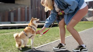 cómo entrenar a un perro