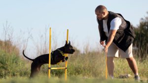 cómo entrenar a un perro