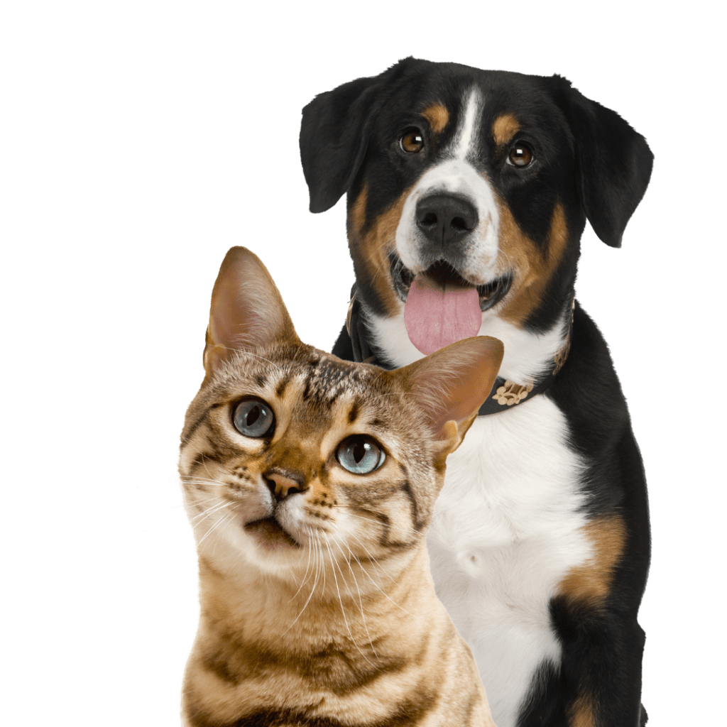 antihistamínicos para perros