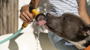 Golpe de Calor en Perros