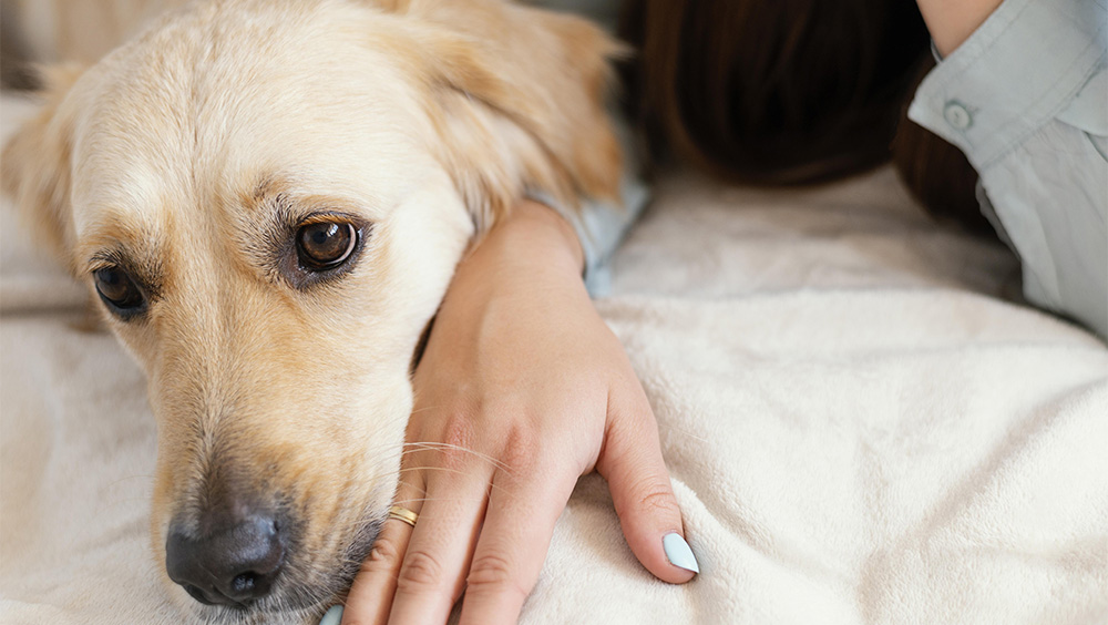 Giardia en perros