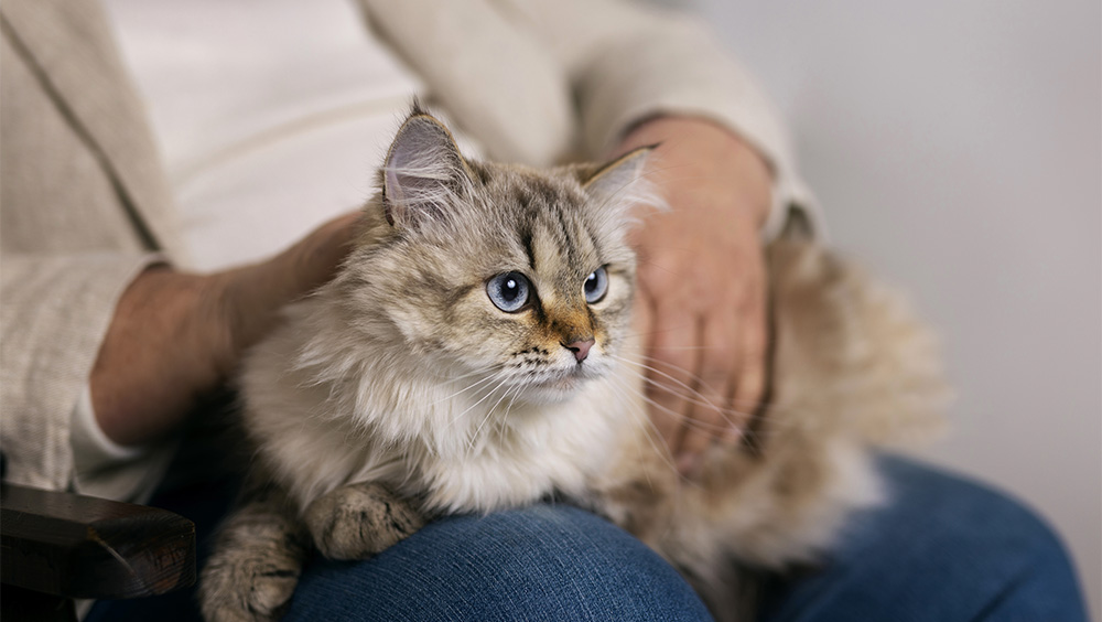 cuantos años vive un gato