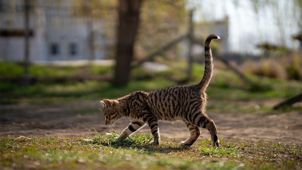 Por qué los gatos mueven la cola