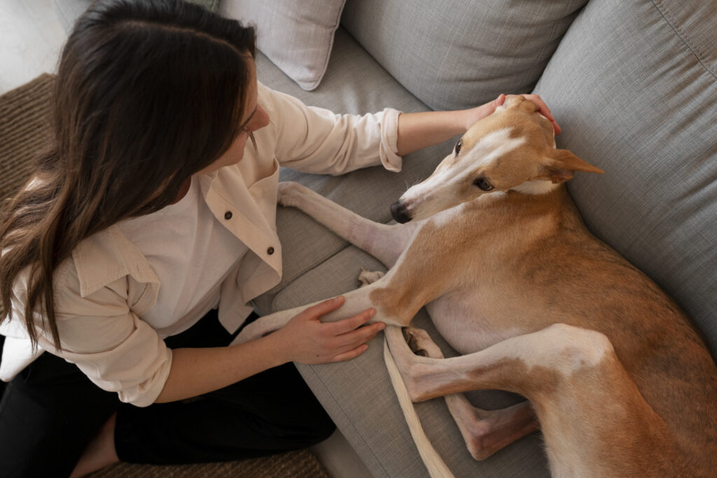 A los cuántos meses se puede esterilizar una perra