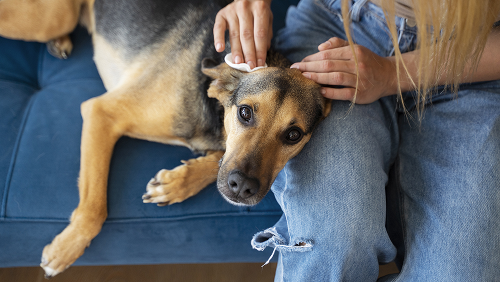 Dermatitis en Perros