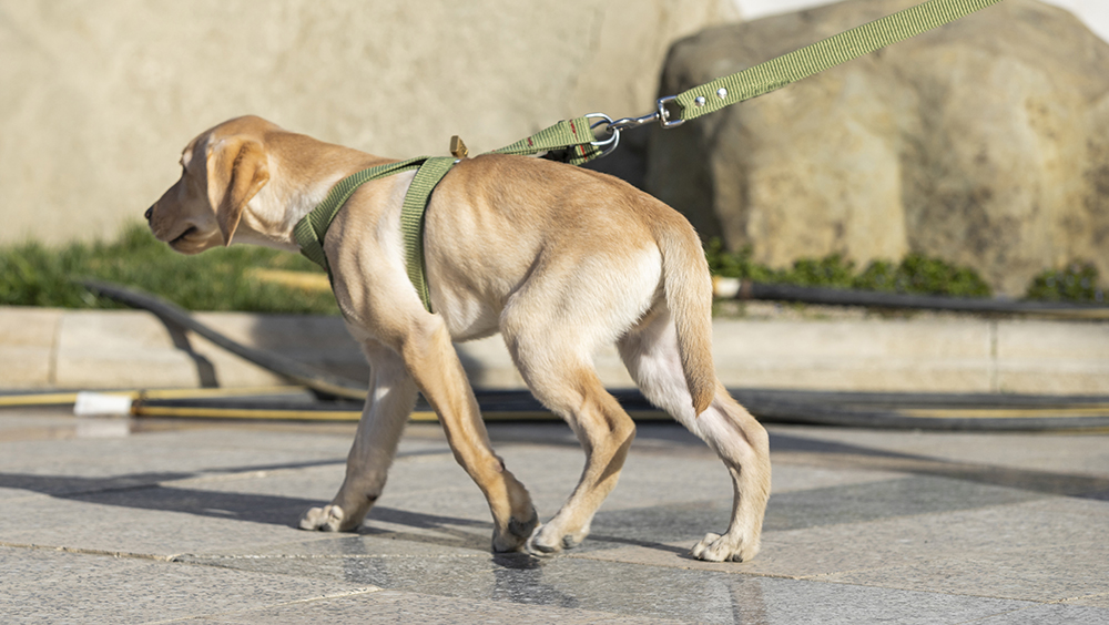 displasia de cadera en perros