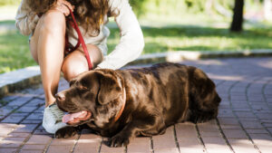 displasia de cadera en perros