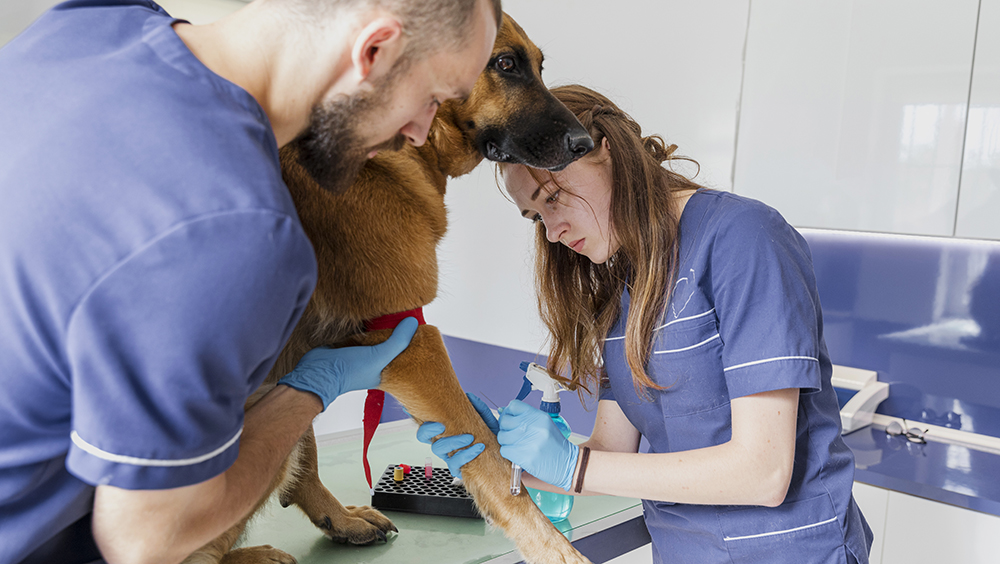 Beneficios de castrar a un perro