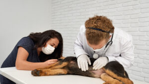 Beneficios de castrar a un perro