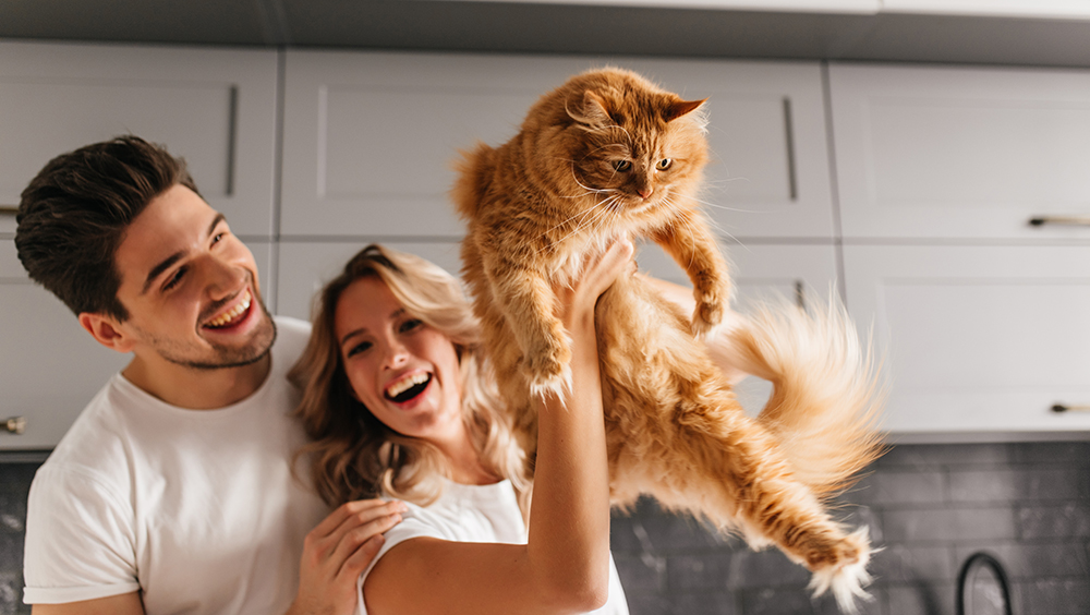 día mundial del gato​