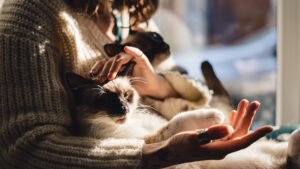 dia mundial del gato​