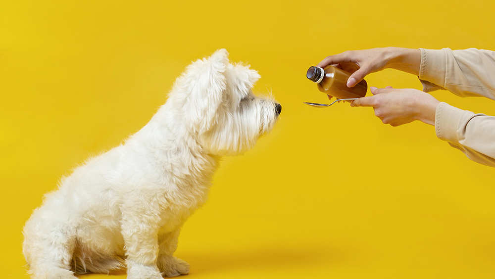 Aceite de salmón para perros