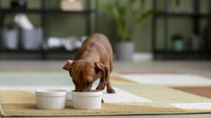 Aceite de salmón para perros