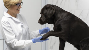 Aceite de salmón para perros