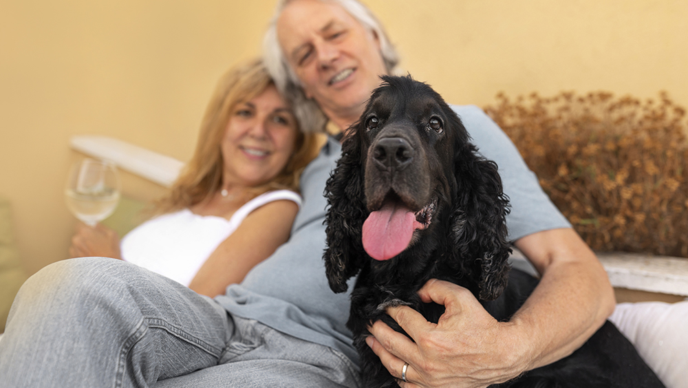 Cómo saber la edad de un perro
