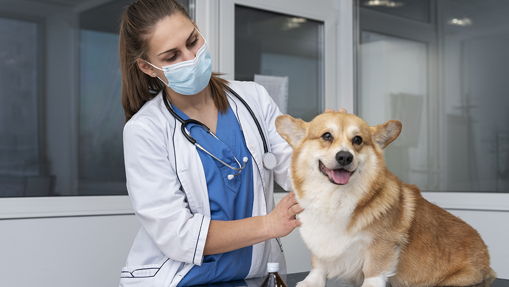 Médico veterinario zootecnista