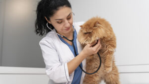 Médico veterinario zootecnista