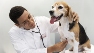 Médico veterinario zootecnista