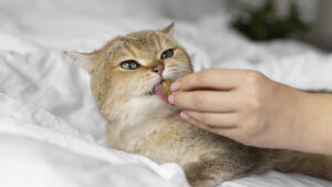 Tranquilizante para gatos