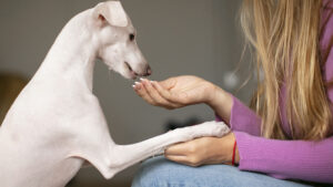 Vitaminas para perros cachorros