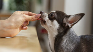 Vitaminas para perros cachorros