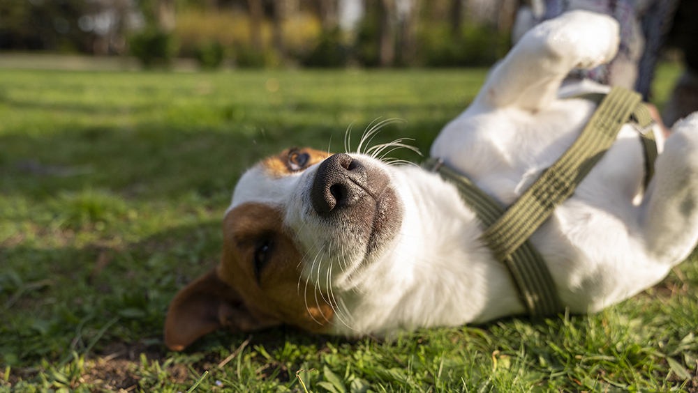 Cómo tranquilizar a un perro