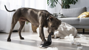 Cómo tranquilizar a un perro
