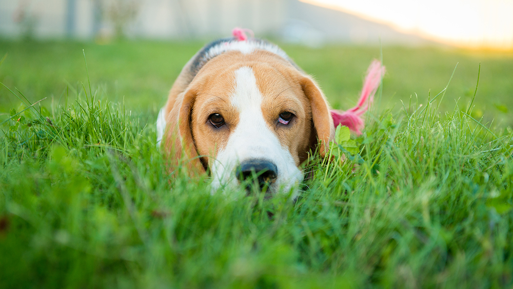 Por qué los perros comen pasto