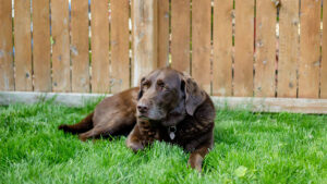 Por qué los perros comen pasto