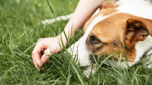 Por qué los perros comen pasto