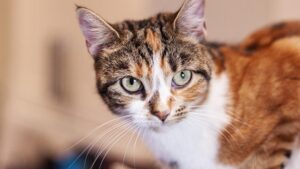 Por qué los gatos ronronean