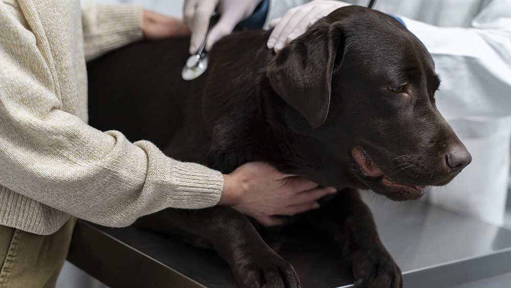 Parásitos intestinales en perros