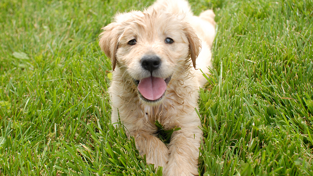 Nuevo cachorro en casa