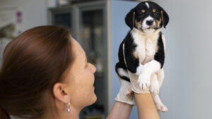 Nuevo cachorro en casa