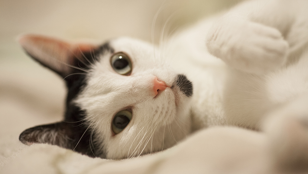 Cómo saber cuántos meses tiene mi gato