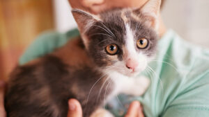 Cómo saber cuántos meses tiene mi gato