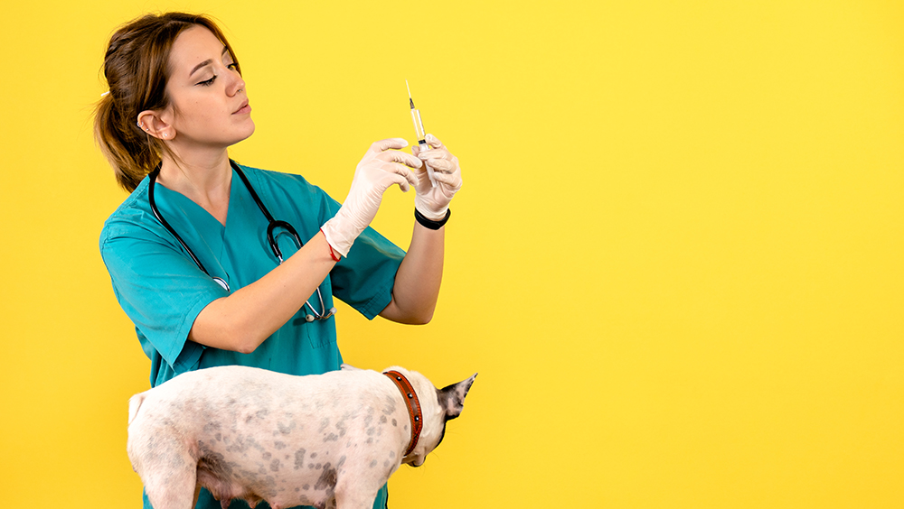 Calendario de vacunas para perros