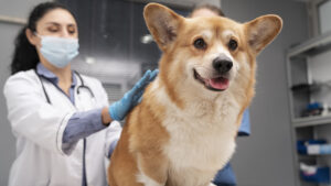 Calendario de vacunas para perros